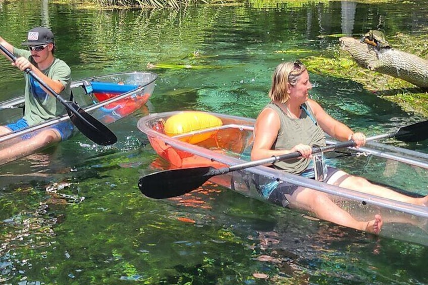 There is so much wildlife to view at Silver Springs. The many species of turtles are a favorite for guests.