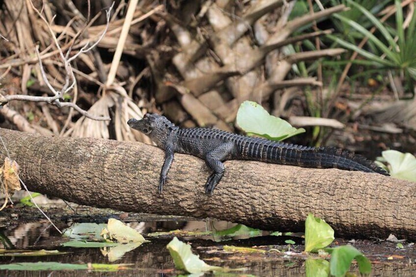 While we keep our distance, it's very neat to see these interesting reptiles too!