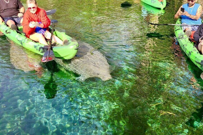 Manatees call the Silver River home all year long.