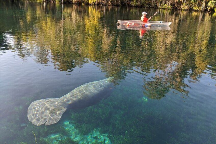 Manatee and Monkeys Clear Kayak or Clear Paddleboard Adventure