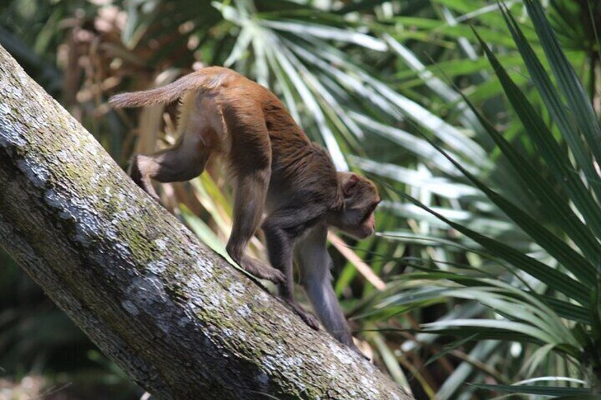 It's always a good day when you can spot a monkey!
