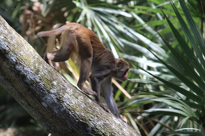 It's always a good day when you can spot a monkey!