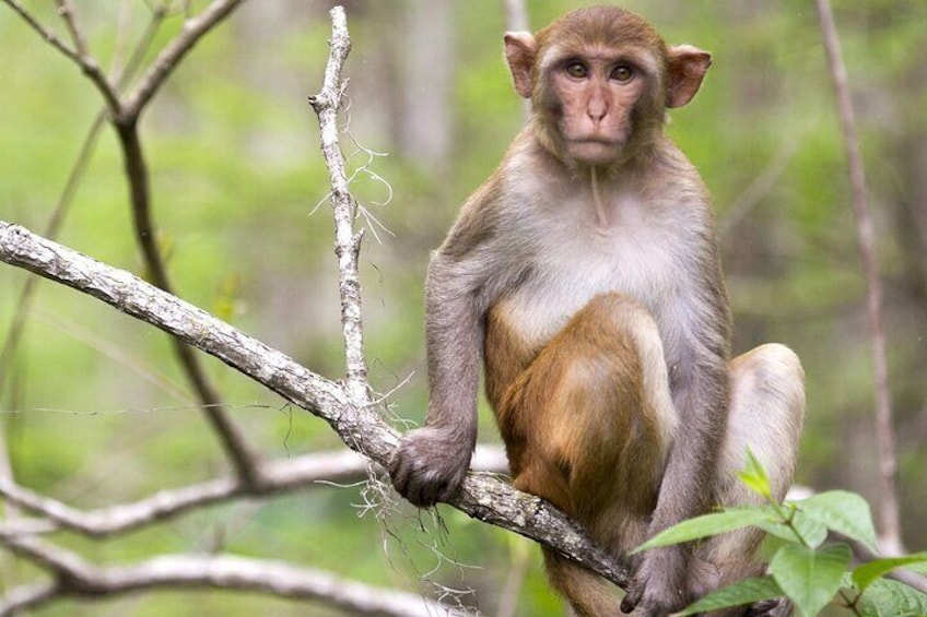 Hundreds of rhesus macaques reside in Silver Springs State Park.