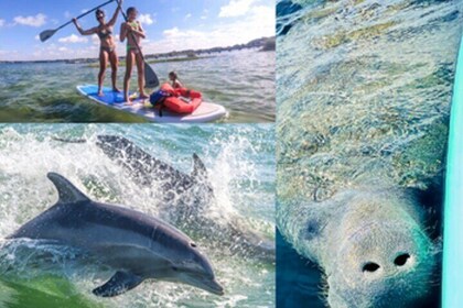 Dolphin & Manatee Island Hop Adventure