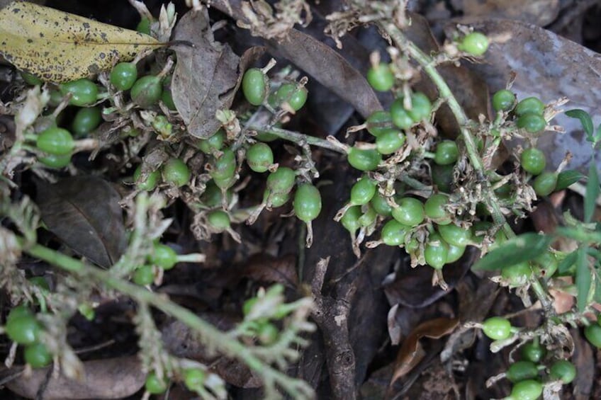 Green cardamom 