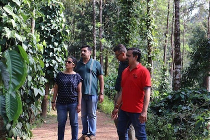 Private Mercara Coorg Coffee and Spice Estate Tour