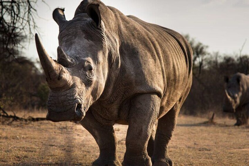 Full-Day Tour to Rhino And Lion Reserve in Krugersdorp