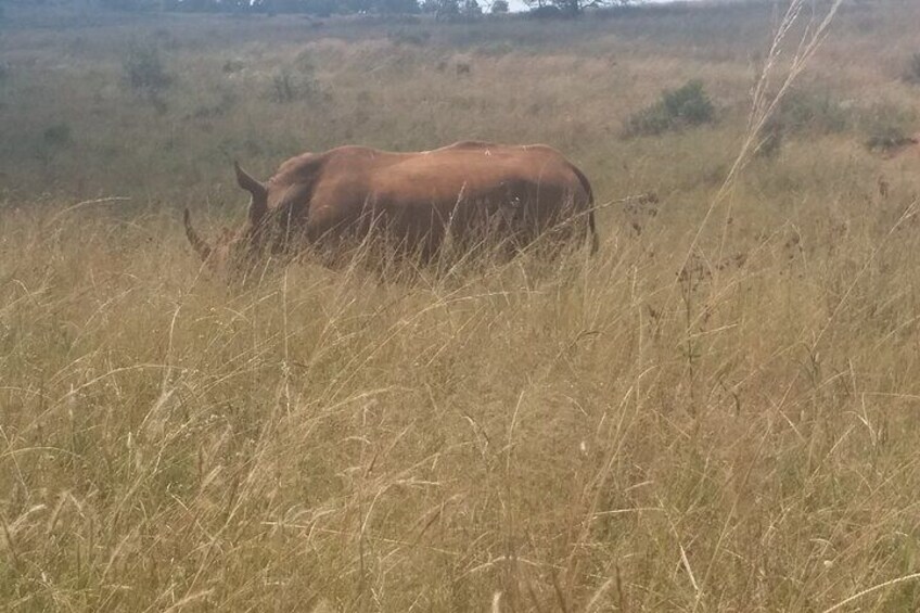 Full-Day Tour to Rhino And Lion Reserve in Krugersdorp