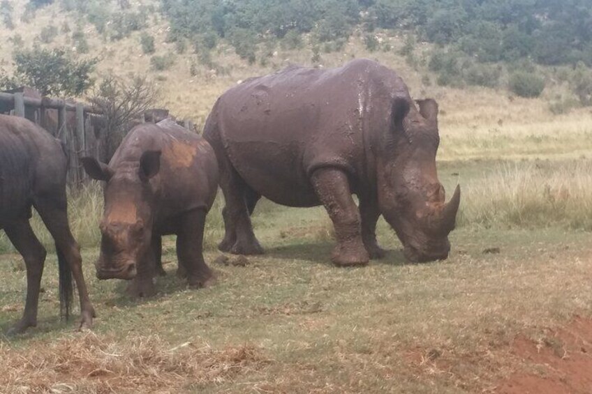 Full-Day Tour to Rhino And Lion Reserve in Krugersdorp