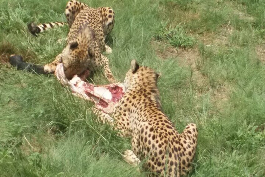 Full-Day Tour to Rhino And Lion Reserve in Krugersdorp