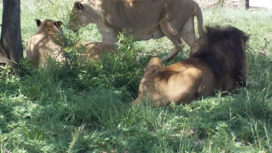 Half-Day Tour to Rhino And Lion Reserve in Krugersdorp