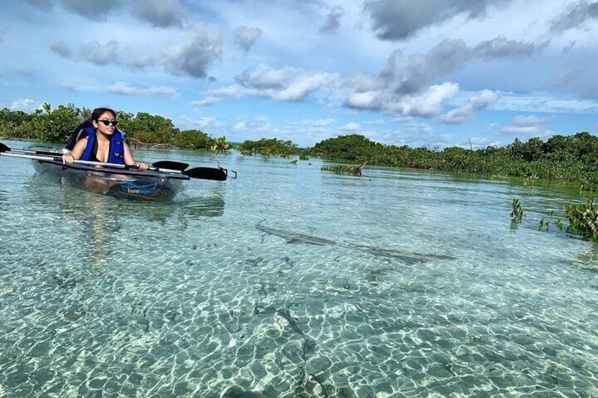 Mangrove Clear Kayak Tour