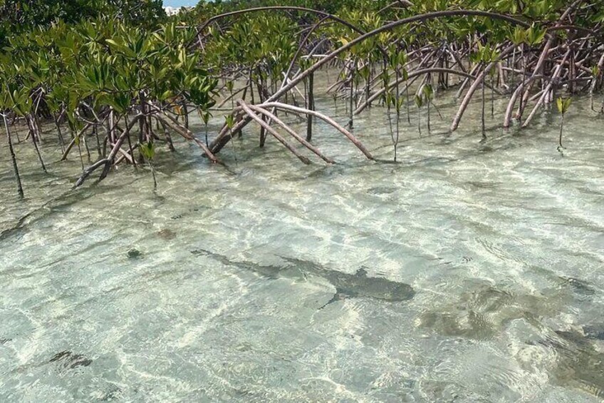 Mangrove Clear Kayak Tour