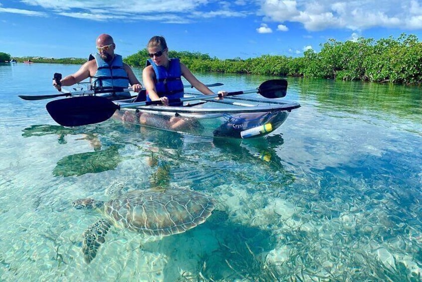 Mangrove Clear Kayak Tour