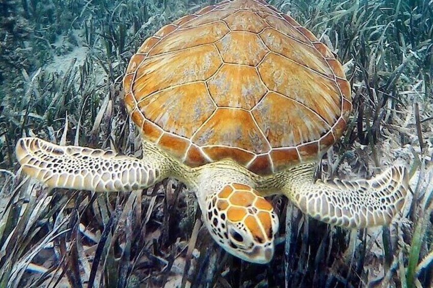 Mangrove Clear Kayak Tour