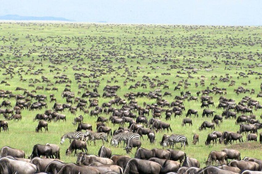 4-Day Tanzania National Parks Private Safari from Zanzibar 