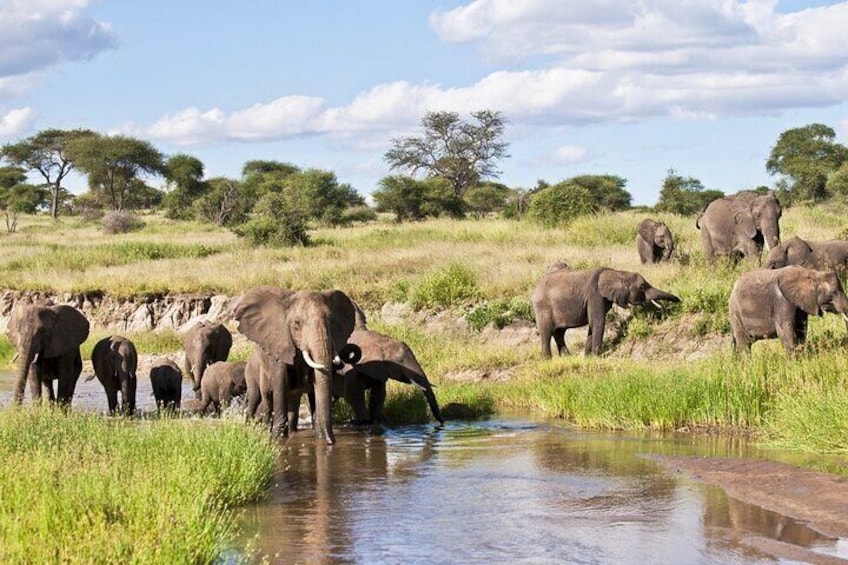 4-Day Tanzania National Parks Private Safari from Zanzibar