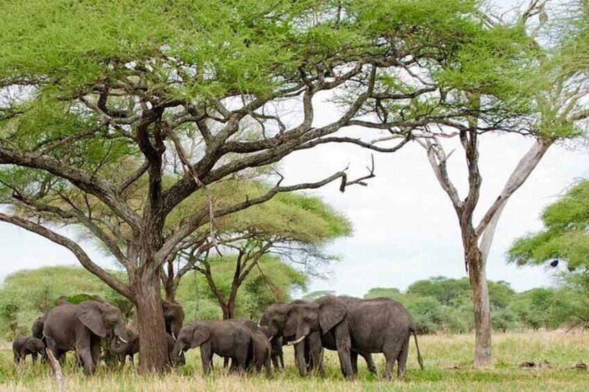 4-Day Tanzania National Parks Private Safari from Zanzibar