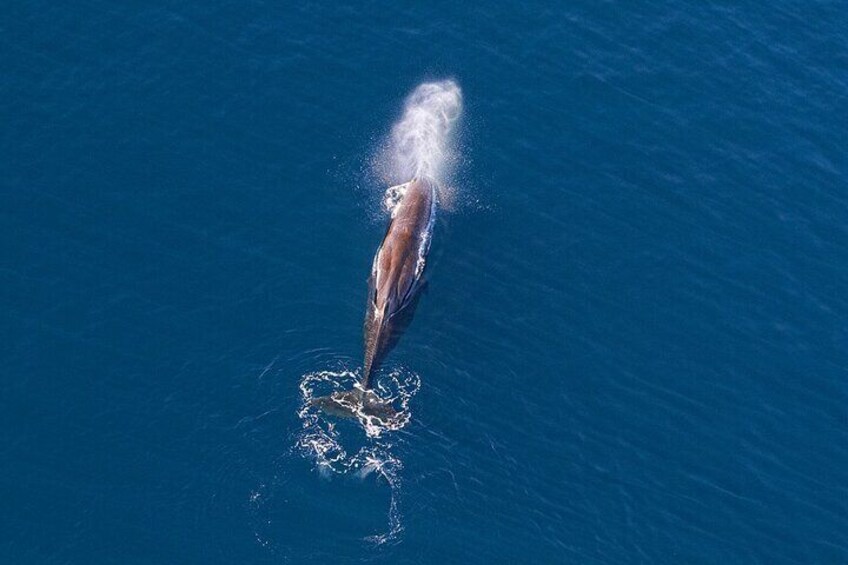 Kaikoura Helicopters Whale watching by Helicopter, New Zealand