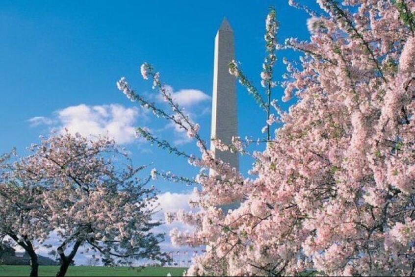 Washington Monument in springtime 