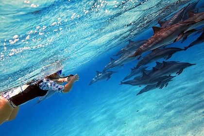 Sataya Dolphin House Snorkel Trip - Marsa Alam