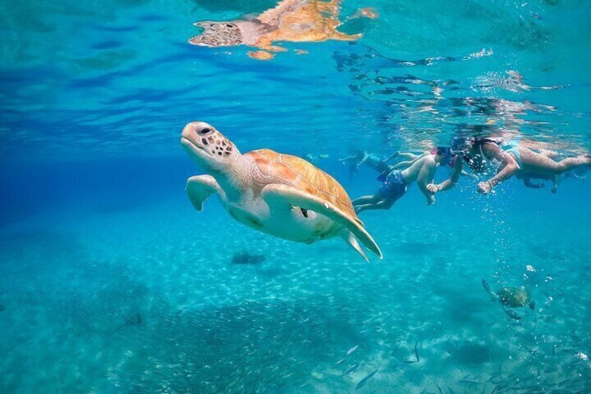 Snorkel with Turtles, Rose Island, Gilligan's Island and Fishing Tour
