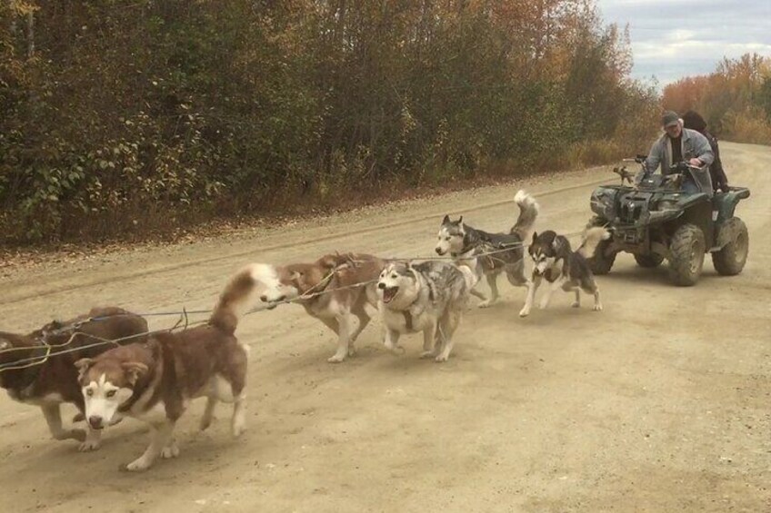 Free Pick up - Summer & Fall Alaskan Husky Mushing Cart/AWD Ride 