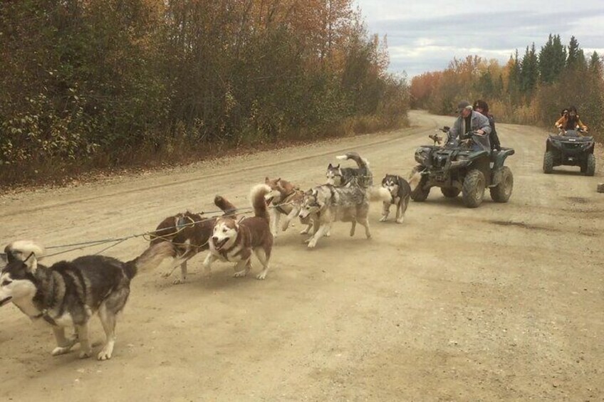 Summer & Fall Alaskan Husky Mushing Cart AWD Ride in Fairbanks