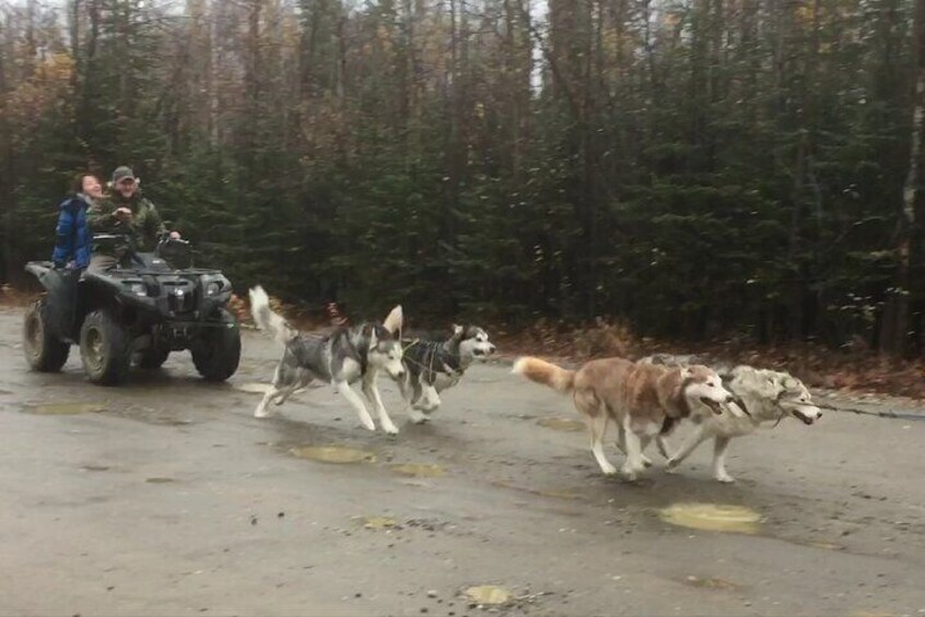 Summer & Fall Alaskan Husky Mushing Cart AWD Ride in Fairbanks