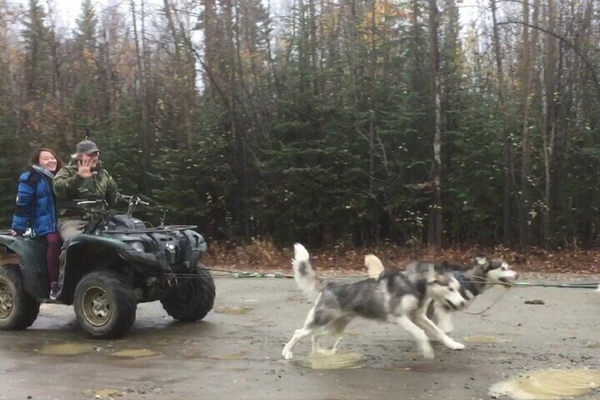 Summer & Fall Alaskan Husky Mushing Cart AWD Ride in Fairbanks