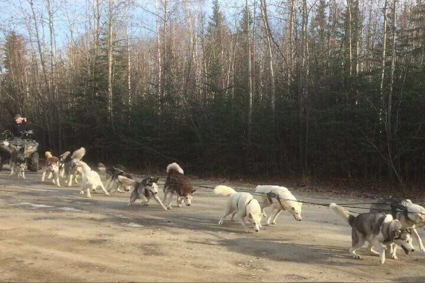 Summer & Fall Alaskan Husky Mushing Cart AWD Ride in Fairbanks