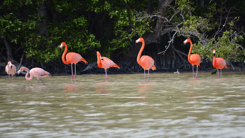 pink flamingos standing in water
