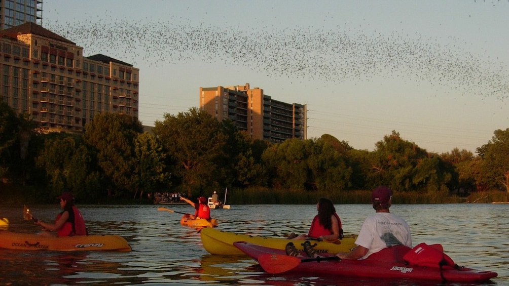 Hundreds of bats flying over several kayakers in river.