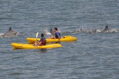 Sea Kayak and Cape Point Private Tour from Cape Town