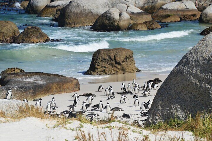 Sea Kayak and Cape Point Private Tour from Cape Town