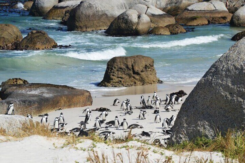 Sea Kayak and Cape Point Private Tour from Cape Town