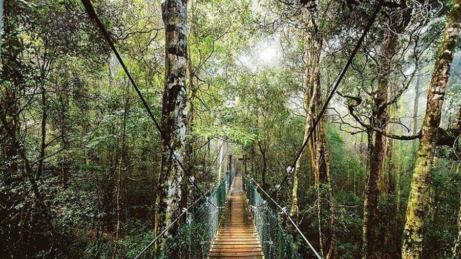 O'Reilly's & Lamington National Park from Gold Coast