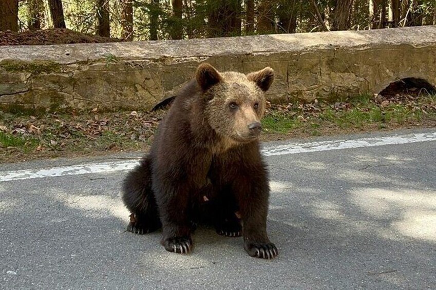 Private tour to Transfagarasan Road and Wild Brown Bears 
