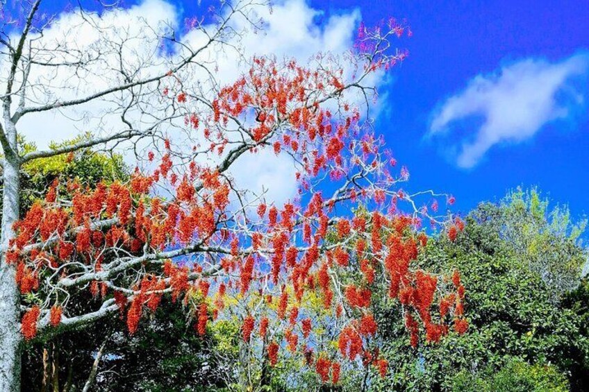 Private Shore Excursion: Full-Day Bay of Islands Tour