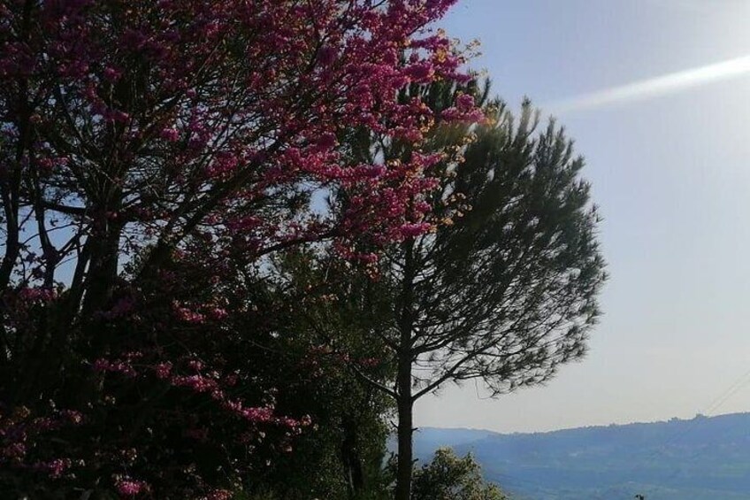 Cedars Forest Hiking (full day)
