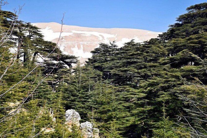 Cedars Forest Hiking (full day)