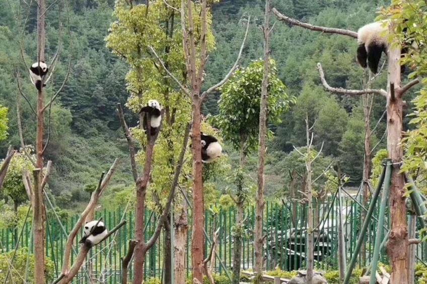 Wolong Panda Base Volunteering Program from Chengdu