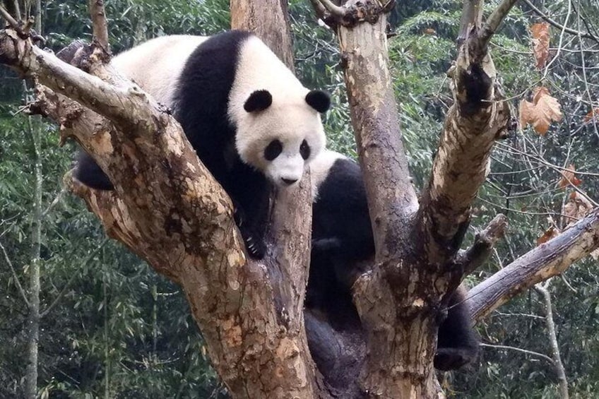 Wolong Panda Base Volunteering Program from Chengdu