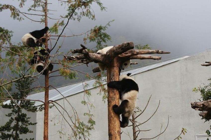 Giant Panda at Wolong Panda Base