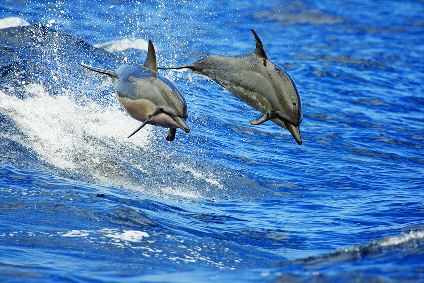 Kona Whale Watching