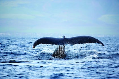 Kona Whale Watching an Bord der Spirit of Aloha vom Honokohau Hafen