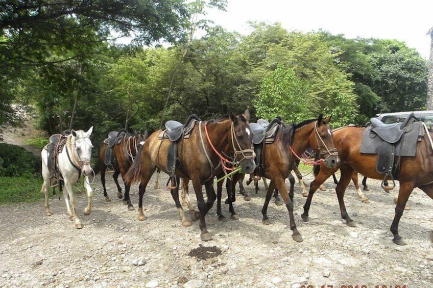 MEGA Adventure Combo: Horseback Riding + Zip Lines + Hot Springs + Water Slide