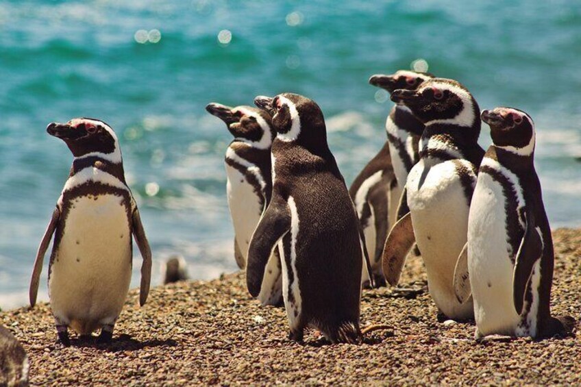 Exclusive Peninsula Valdes Penguins with lunch and entry fees