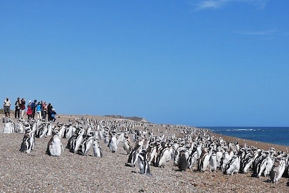 Peninsula Valdes Penguin Exploration & Punta Norte