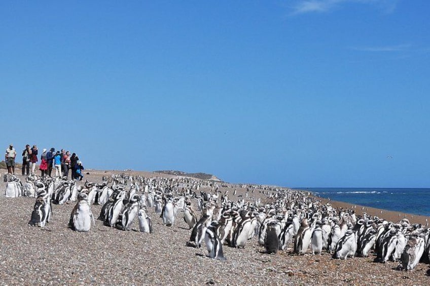 Estancia San Lorenzo Penguin Reserve and Punta Norte